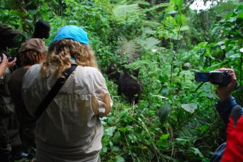 Gorilla tracking